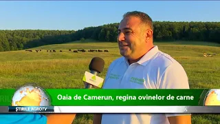 Oaia de Camerun, regina ovinelor de carne 17 09 2019