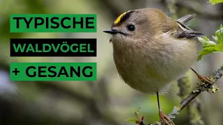 Häufige Waldvögel und ihr Gesang