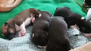 4 Days Old Puppies