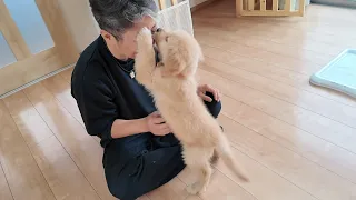 I was surprised to see how it works. [Golden Retriever Japan]