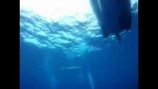 Diving with Blue Sharks (Verdesche), Azores, July2012