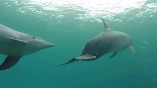 Dolphin Reef in Eilat