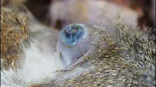 Immense Botfly Maggot Removed From Poor Dog (Part 7)