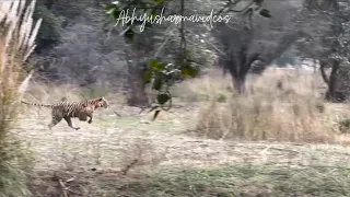 tiger Noorie attack on deer z2 #ranthambore #wildlife #jungle #tiger #forest #king #trending #animal