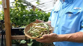 A Simple way to Grow Greenhouse Green Beans