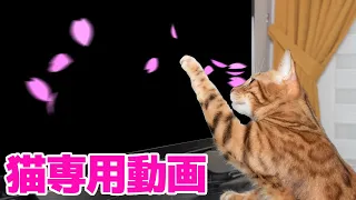 猫専用動画 桜の花びら Cat specific videos cherry blossom petals