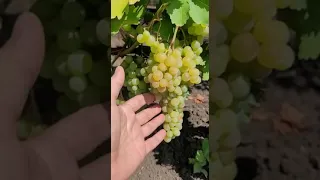 Сорт винограда Довга, конец июля,@Krasokhina