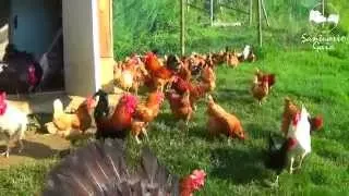 Gallinas, gallos y pavos rescatados viven felices en los nuevos terrenos