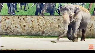 Слониха бежит на голос дрессировщика и делает ПЕРВЫЙ ОБХОД ВОЛЬЕРА!
