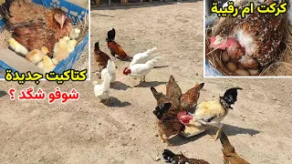 فقست الدجاجة الثالثة 🐣 ماتو الهراتيات 😭  كركت ام رگيبة والفروجة البيضة