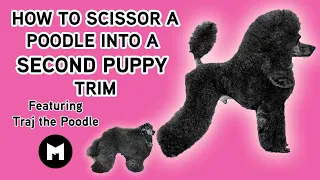 How to scissor a poodle into second puppy trim