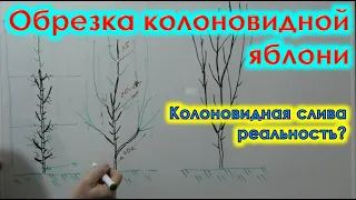 Как ОБРЕЗАТЬ колоновидные деревья. Формировка КОЛОНОВИДНЫХ ЯБЛОНЬ.