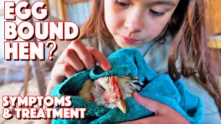 Can We Save Her? Egg Bound Chicken Or Not?