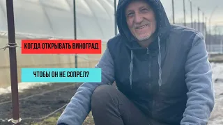 Когда открывать виноград, чтобы он не сопрел ?