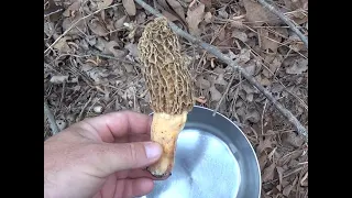 Making a Yellow Morel slurry to grow morels Ep 205