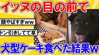 【2ch動物スレ】イッヌの目の前で犬型ケーキ食べた結果ｗｗｗｗｗｗｗ