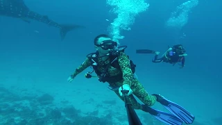 Мальдивы, Маамигили, дайвинг с китовой акулой. Maamigili, shark diving, Whale shark Maamigili