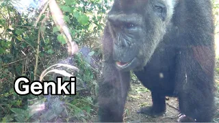 Genki isn't in heat now. (According to her zookeeper). | Gorilla｜Momotaro family