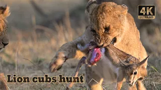 Lion cubs hunt Thomson Gazelle | Masai Mara Kenya