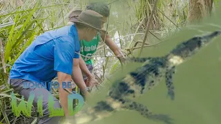 How do Philippine crocodiles adapt to their environment?  | Born to be Wild