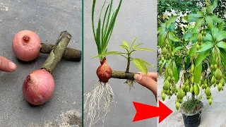 UNIQUE TECHNIQUE. Propagating mango trees with onions, stimulating fruit production the fastest