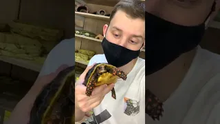 Террариум Угольной черепахи