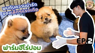 พาชมฟาร์มฮีโร่ปอม กับลูกๆแรกเกิด (หาดูยากมาก) Pomeranian น่ารักๆมากมาย EP.2