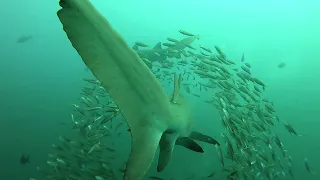 Dive 7 14 19 Wreck of the Caribsea, Cape Lookout, NC, Sand Tiger sharks with bait fish