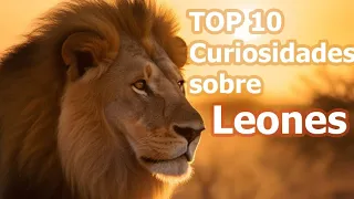 TOP 10 Curiosidades sobre los Leones 🦁