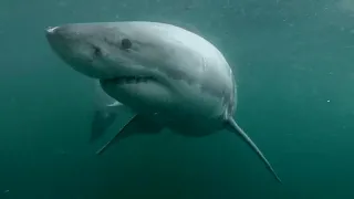 Man narrowly escapes shark