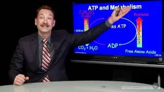 ATP and Metabolism