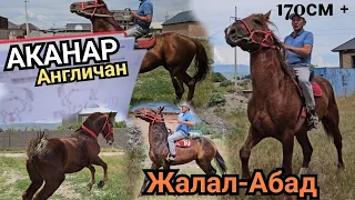 Жалал-Абаддын аттары ЛИНИЯ БОЙКА КАХАРМАН 😱июня 2024 г.