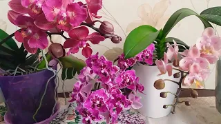 Орхидеи- бабочки в моей коллекции
