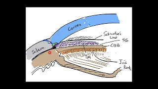 The Angle of Anterior Chamber - Part 1: Anatomy