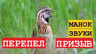 🔊ГОЛОС (МАНОК) ПЕРЕПЕЛ ПРИЗЫВ 2