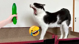 😅😸 Funniest Cats and Dogs Videos 😹😂 Funny And Cute Animal Videos 2024 # 7