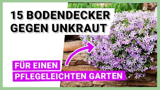 15 Bodendecker gegen Unkraut – für einen pflegeleichten Garten mit schönen Akzenten