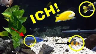 My Tropical Fish, African Cichlids, HAVE ICH! (Ick) - How I Won the Battle! [THIS REALLY WORKED!]