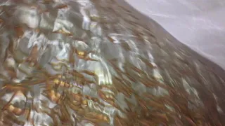 рыбопосадочный материал янтарная форель