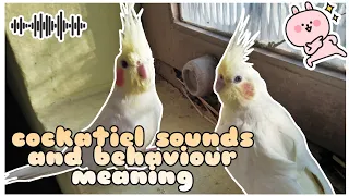 Cockatiel body language and Sounds meaning.