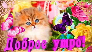 😺 ДОБРОЕ ТЕБЕ УТРО! ПУСТЬ ТЕБЕ СЕГОДНЯ ПОВЕЗЁТ! 😺ЖЕЛАЮ ОТЛИЧНОГО ДЕНЬКА! 😺 СЧАСТЬЯ И ЛЮБВИ ТЕБЕ! 😺