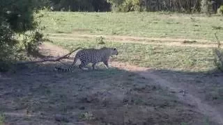 Greater Kruger Leopard kills Warthog