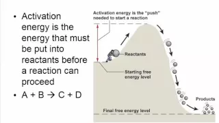 Chapter 4   Pt1   Energy and Metabolism ATP