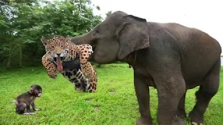 Elephant Of The God! Elephant Herd Rescue Baby Monkey From Leopard Huning