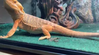 Bearded dragons eat pinky mice and crickets…