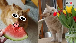 СМЕШНЫЕ КОТИКИ И ДРУГИЕ ЖИВОТНЫЕ 2023/FUNNY CATS AND ANIMALS/GATOS DIVERTIDOS Y OTROS ANIMALES! №8