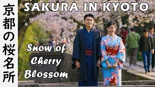 Sakura in Kyoto - Philosopher’s Path 2018 - Snow of Cherry Blossoms [4K]