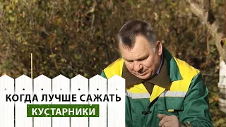 Кустарники осенью. Посадка и уход.