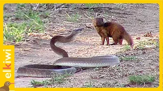 Mangosta lucha cara a cara contra una mamba negra