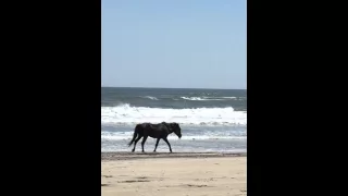 Horses of Corolla